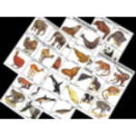 Комплект таблиц по зоологии раздат. "Разнообразие животных. Млекопитающие." (цвет.,лам., А4, 16 шт.)