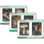 Комплект таблиц раздат. "Грибы съедобные и несъедобные" (цвет., лам., А4, 8 шт.)