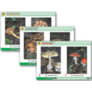 Комплект таблиц раздат. "Грибы съедобные и несъедобные" (цвет., лам., А4, 8 шт.)