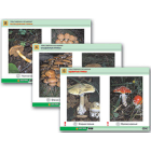Комплект таблиц раздат. "Грибы съедобные и несъедобные" (цвет., лам., А4, 8 шт.) Комплект таблиц раздат. "Грибы съедобные и несъедобные" (цвет., лам., А4, 8 шт.)