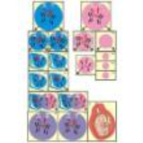 Модель-аппликация "Гаметогенез у человека и млекопитающих" (ламинированная) Модель-аппликация "Гаметогенез у человека и млекопитающих" (ламинированная)