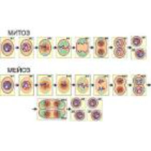 Модель-аппликация "Деление клетки. Митоз и мейоз" (ламинированная)