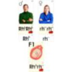 Модель-аппликация "Наследование резус-фактора" (ламинированная)