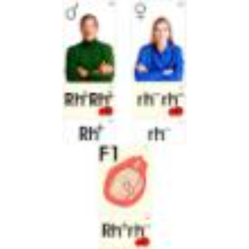 Модель-аппликация "Наследование резус-фактора" (ламинированная) Модель-аппликация "Наследование резус-фактора" (ламинированная)