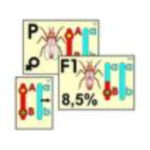 Модель-аппликация "Перекрест хромосом" (ламинированная)