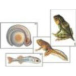 Модель-аппликация "Развитие костной рыбы и лягушки" (ламинированная)