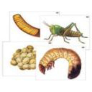 Модель-аппликация "Развитие насекомых с полным и неполным превращением" (ламинированная)