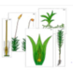 Модель-аппликация "Размножение мха" (ламинированная)