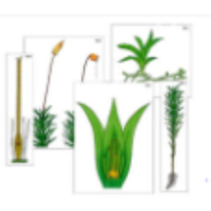 Модель-аппликация "Размножение мха" (ламинированная)