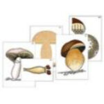 Модель-аппликация "Размножение шляпочного гриба" (ламинированная)