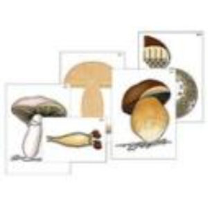 Модель-аппликация "Размножение шляпочного гриба" (ламинированная)