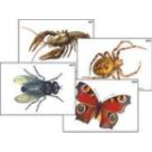 Модель-аппликация "Разнообразие беспозвоночных" (ламинированная)