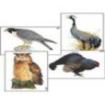 Модель-аппликация "Разнообразие высших хордовых 1. Пресмыкающиеся и птицы" (ламинированная)