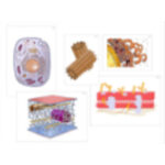 Модель-аппликация "Строение растительной и животной клетки" (ламинированная)