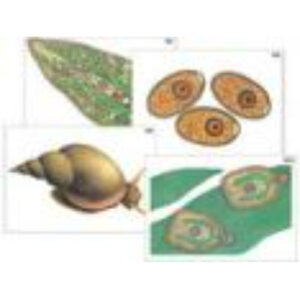 Модель-аппликация "Циклы развития печеночного сосальщика и бычьего цепня" (ламинированная)