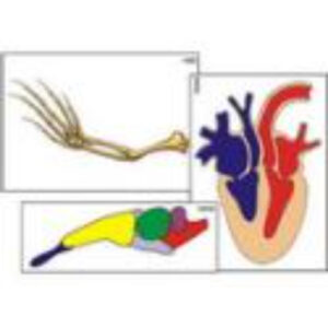 Модель-аппликация "Эволюция важнейших систем органов позвоночных" (ламинированная)