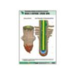 Рельефная таблица "Внешнее и внутреннее строение корня" (формат А1, матовое ламинир.)