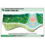 Рельефная таблица "Клеточное строение листа" (формат А1, матовое ламинир.)