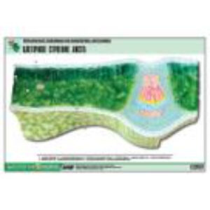 Рельефная таблица "Клеточное строение листа" (формат А1, матовое ламинир.)