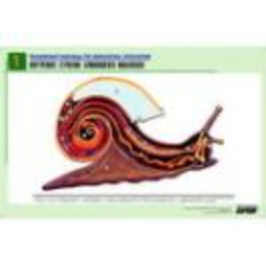 Рельефная таблица "Внутреннее строение брюхоногого моллюска" (формат А1, матовое ламинир.)