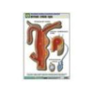 Рельефная таблица "Внутреннее строение гидры" (формат А1, матовое ламинир.)