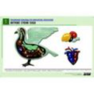 Рельефная таблица "Внутреннее строение голубя" (формат А1, матовое ламинир.)