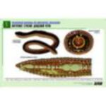 Рельефная таблица "Внутреннее строение дождевого червя" (формат А1, матовое ламинир.)