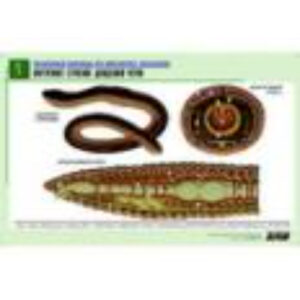 Рельефная таблица "Внутреннее строение дождевого червя" (формат А1, матовое ламинир.)