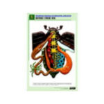 Рельефная таблица "Внутреннее строение жука" (формат А1, матовое ламинир.)