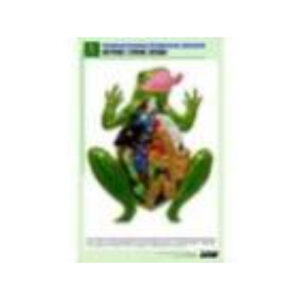 Рельефная таблица "Внутреннее строение лягушки" (формат А1, матовое ламинир.)