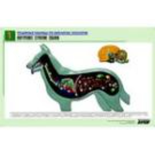 Рельефная таблица "Внутреннее строение собаки" (формат А1, матовое ламинир.) Рельефная таблица "Внутреннее строение собаки" (формат А1, матовое ламинир.)