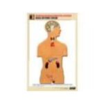 Рельефная таблица "Железы внутренней секреции" (формат А1, матовое ламинир.)