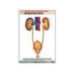 Рельефная таблица "Мочевыделительная система" (формат А1, матовое ламинир.)