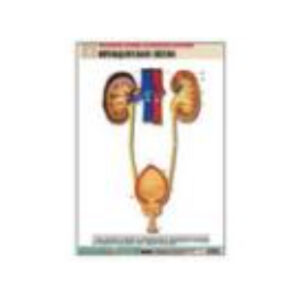 Рельефная таблица "Мочевыделительная система" (формат А1, матовое ламинир.)