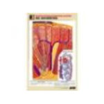 Рельефная таблица "Почка. Макро-микростроение" (формат А1, матовое ламинир.)