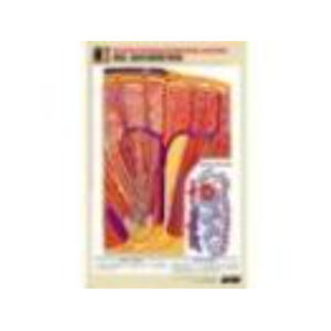 Рельефная таблица "Почка. Макро-микростроение" (формат А1, матовое ламинир.)