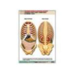 Рельефная таблица "Расположение органов грудной и брюшной полостей по отношению к скелету"(А1, лам.)