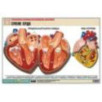 Рельефная таблица "Строение сердца" (формат А1, матовое ламинир.)