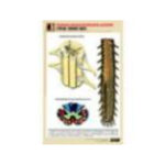 Рельефная таблица "Строение спинного мозга " (формат А1, матовое ламинир.)