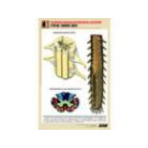 Рельефная таблица "Строение спинного мозга " (формат А1, матовое ламинир.)