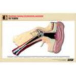 Рельефная таблица "Ухо человека" (формат А1, матовое ламинир.)