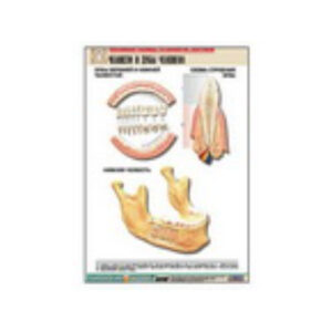 Рельефная таблица "Челюсти и зубы человека" (формат А1, матовое ламинир.)