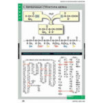 Таблицы демонстрационные «Белки и нуклеиновые кислоты»