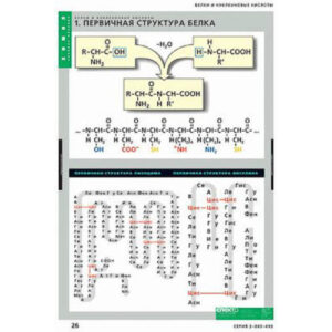 Таблицы демонстрационные «Белки и нуклеиновые кислоты»