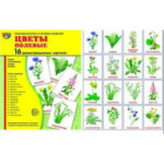 Демонстрационные карточки "Цветы полевые" (размер большой,16 штук)