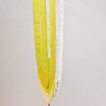 Модель строения корня