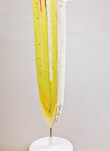 Модель строения корня