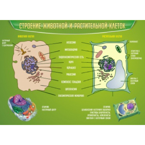 Кабинет биологии. Стенд "Строение животной и растительной клеток". Кабинет биологии. Стенд "Строение животной и растительной клеток".