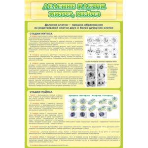 Кабинет биологии. Стенд "Деление клеток митоз мейоз"